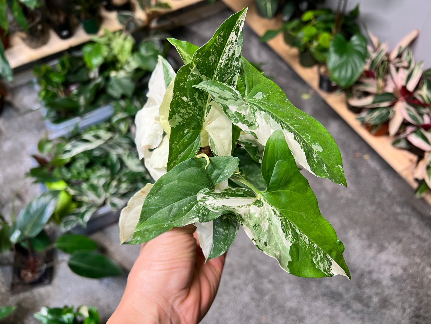 Syngonium Albo- high variegation