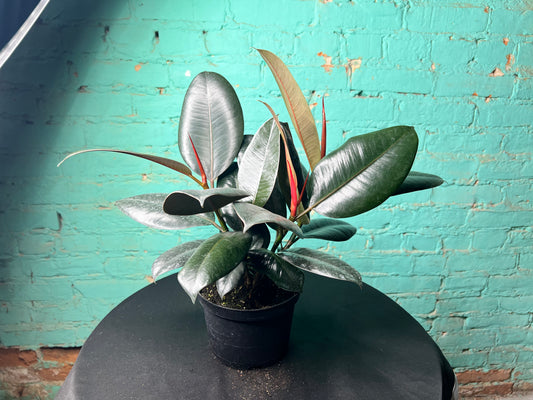 Ficus Elastica- Rubber Tree burgundy 6”