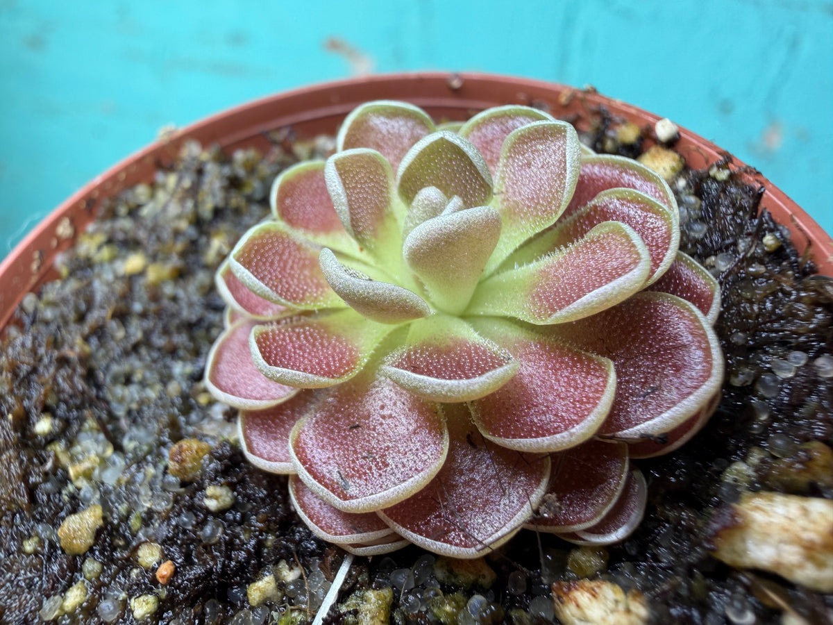 Pinguicula ‘Florian’