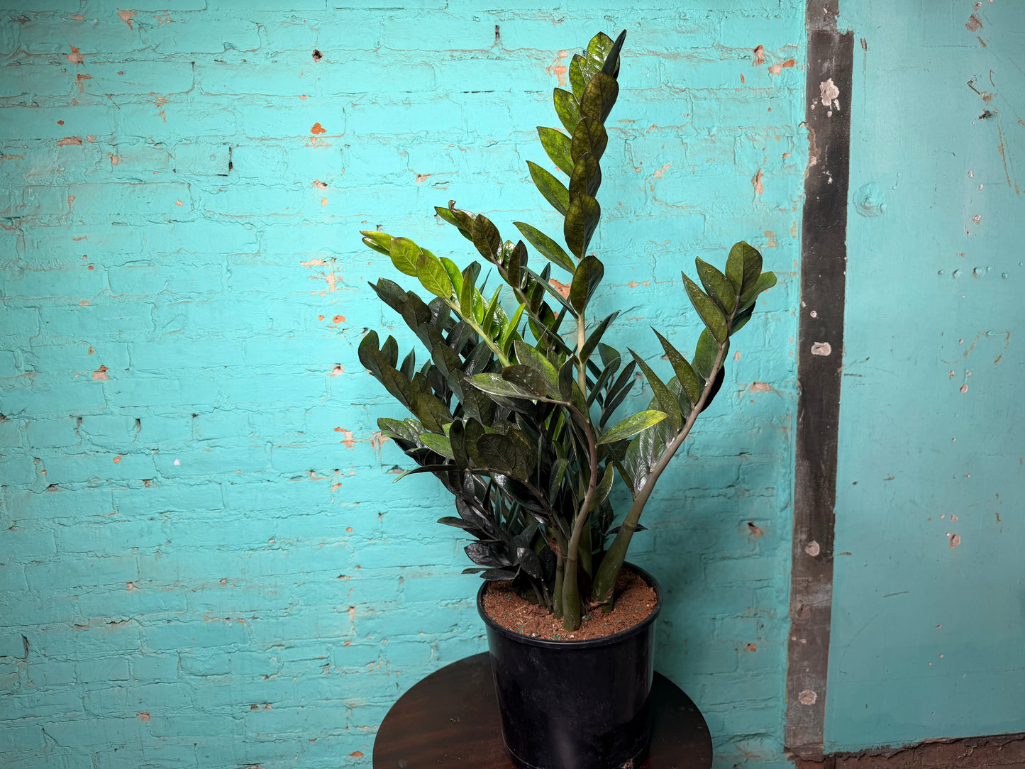 Raven ZZ Plant 10”