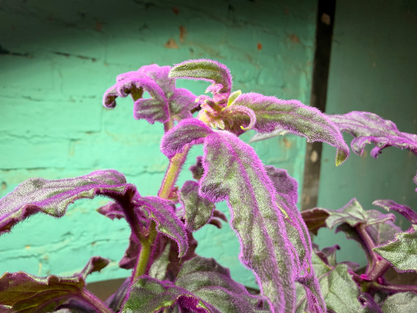 Purple Passion Plant 4”