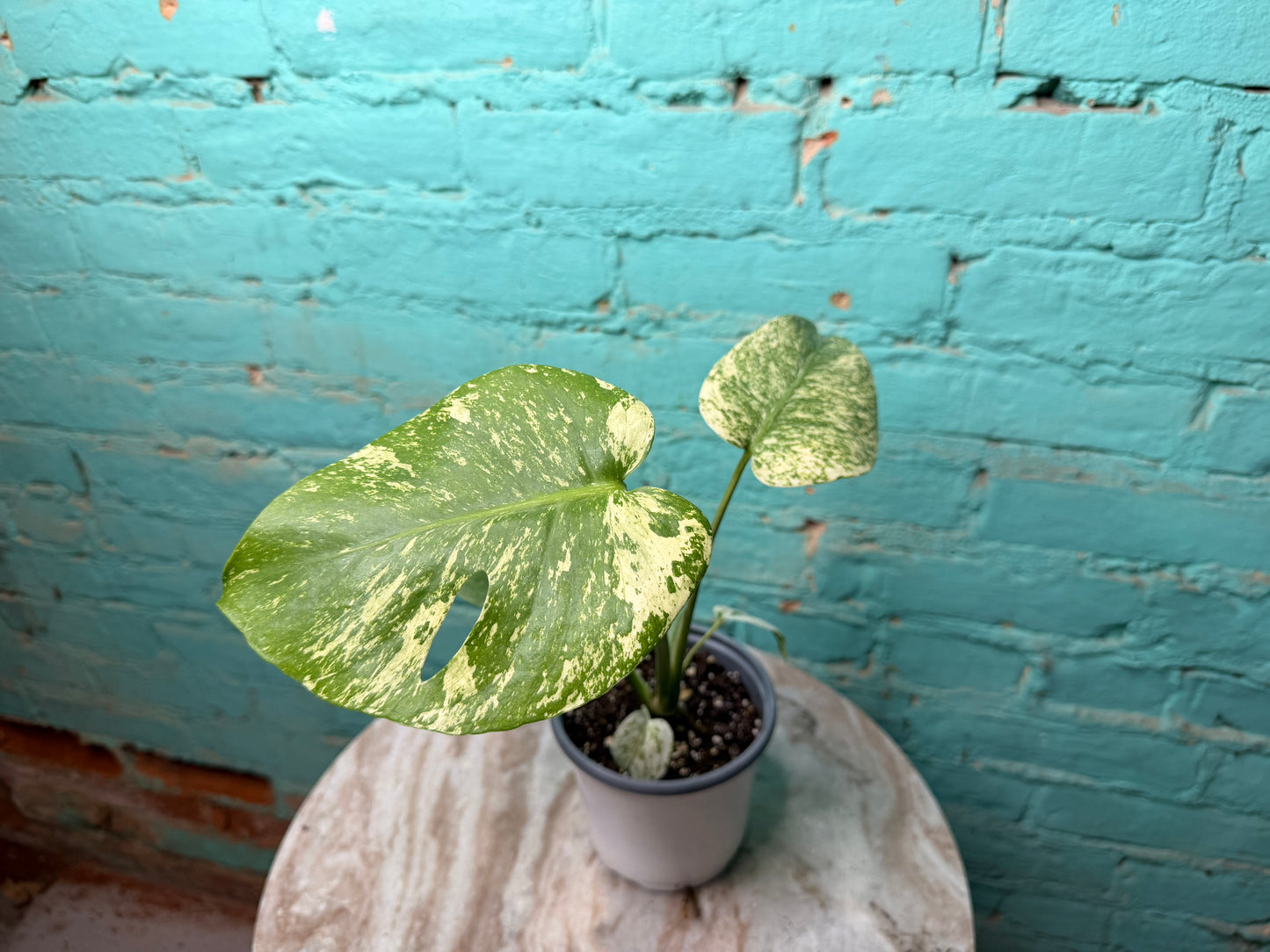 Monstera White Monster 4”