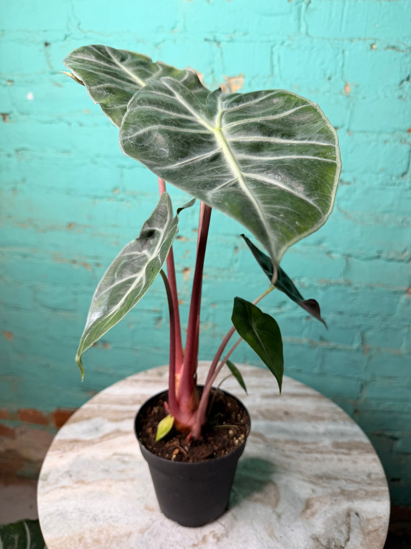 Alocasia Morocco (Pink Dragon) 4”