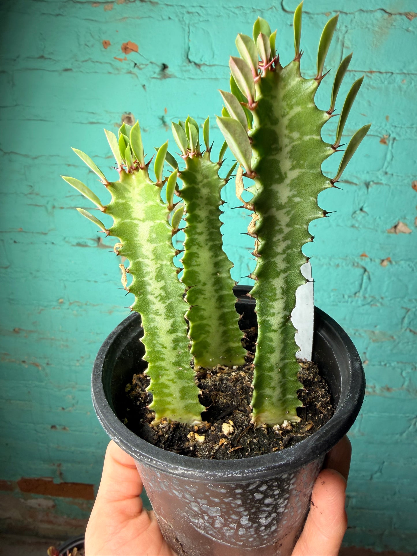 Euphorbia Trigonia green 4”