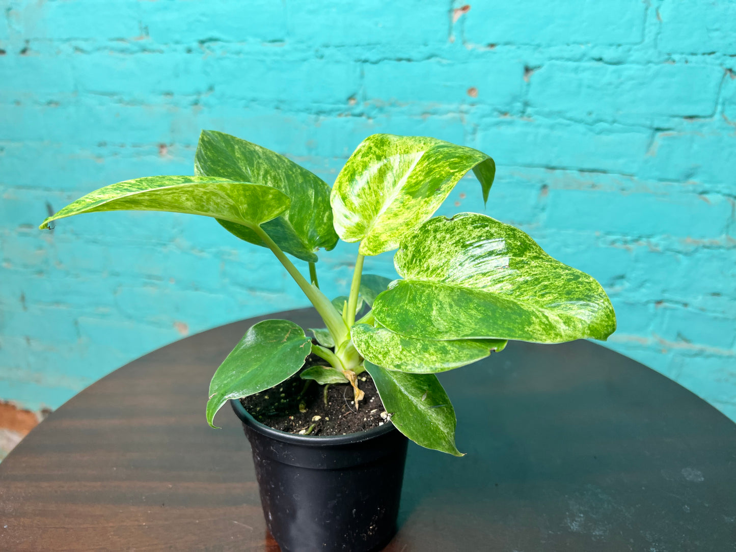 Philodendron Blizzard 4”