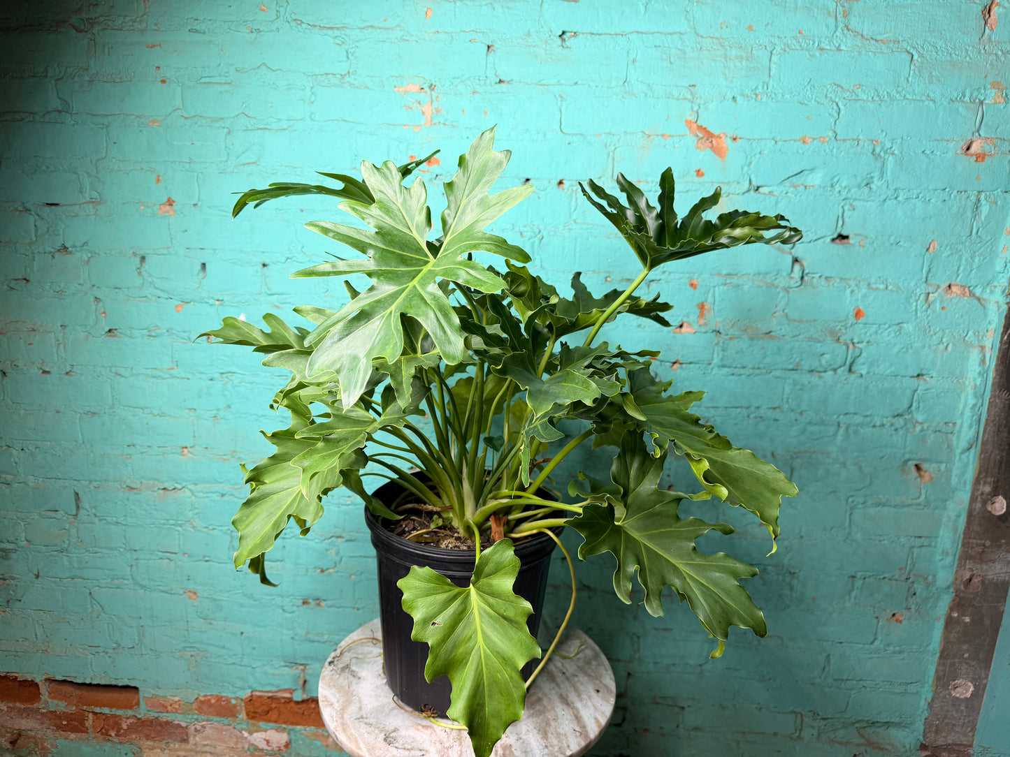 Philodendron Selloum -Hope 10”