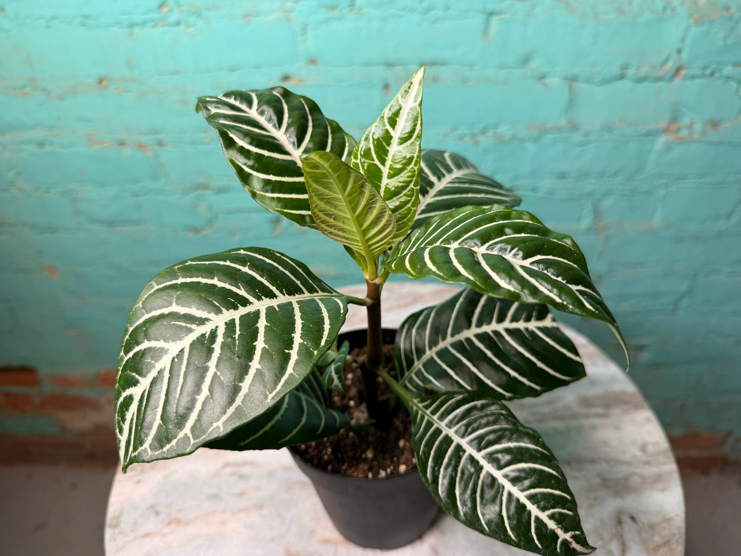 Zebra Plant 4”