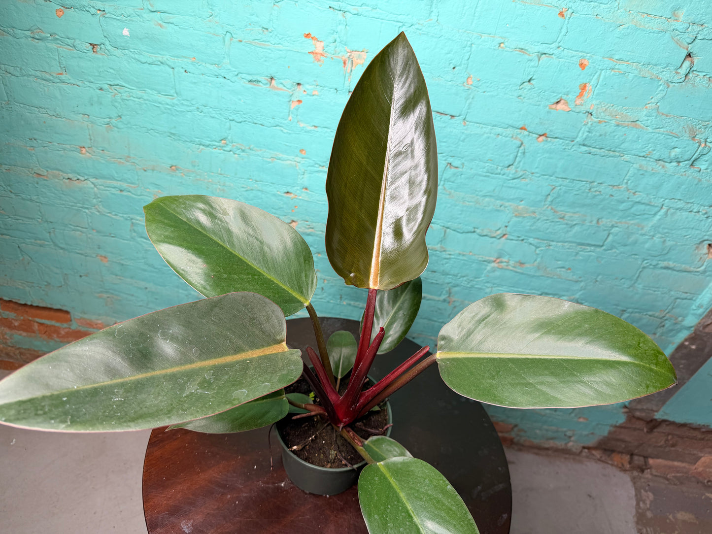 Philodendron Red Congo 6”