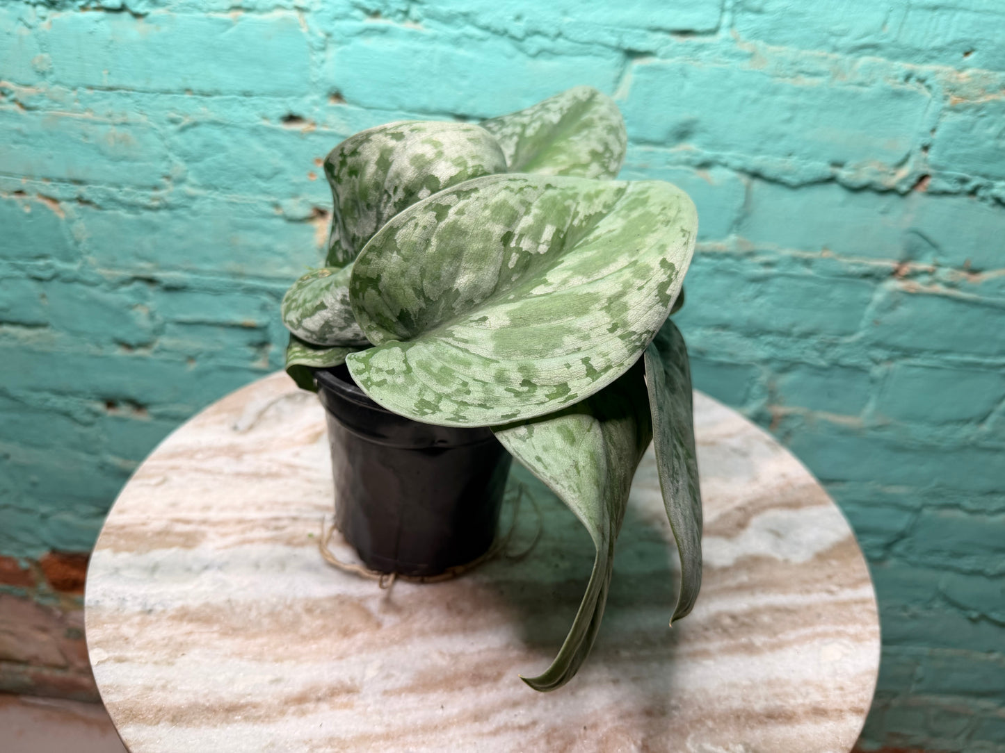 Scindapsus Pictus (Satin Pothos) 4”