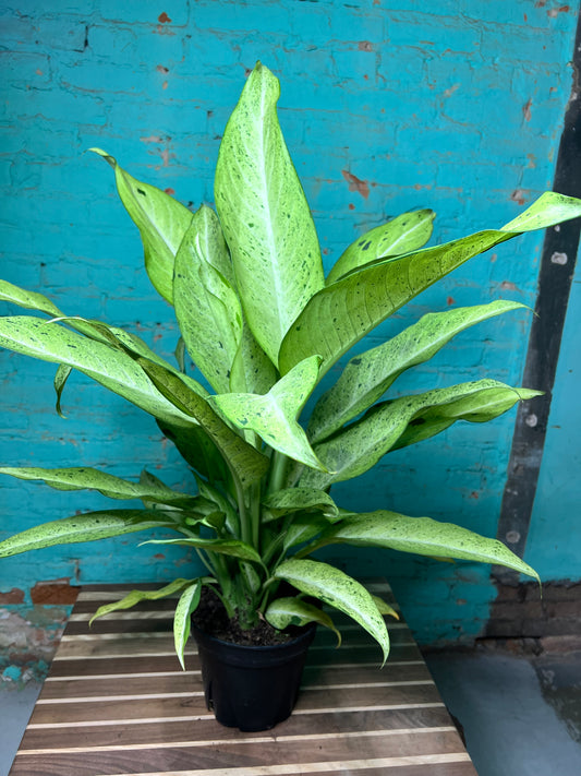 Dieffenbachia 8”