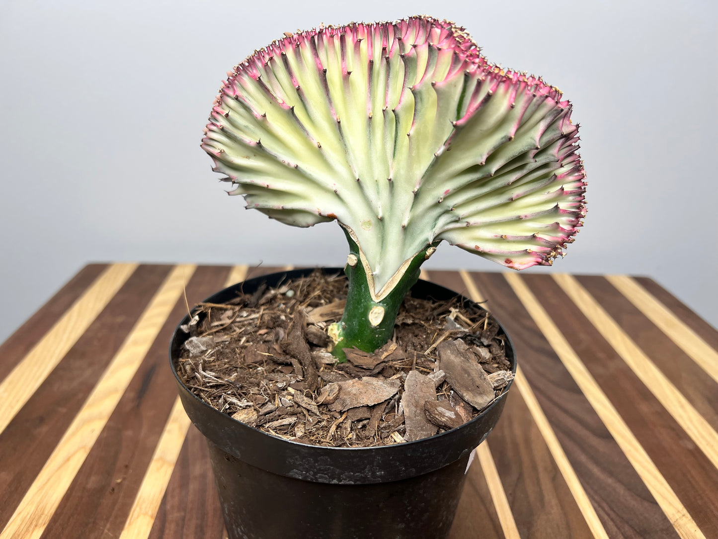 Mermaid Tail- Euphorbia Lactea 6”
