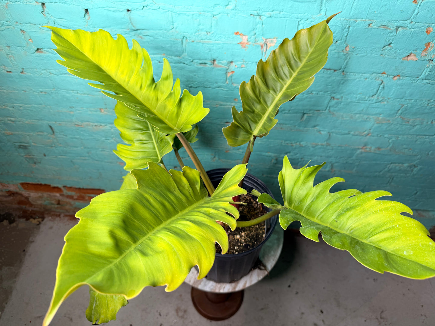 Philodendron Choco Empress 10”