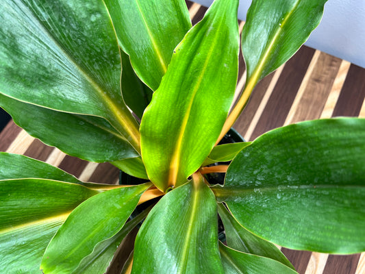 Chlorophytum Mandarin (Spider Plant)
