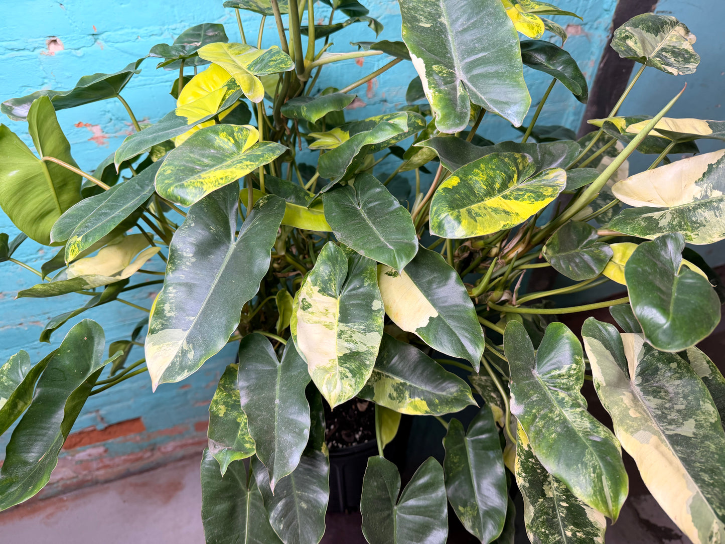 Philodendron Burle Marx Variegated 10”
