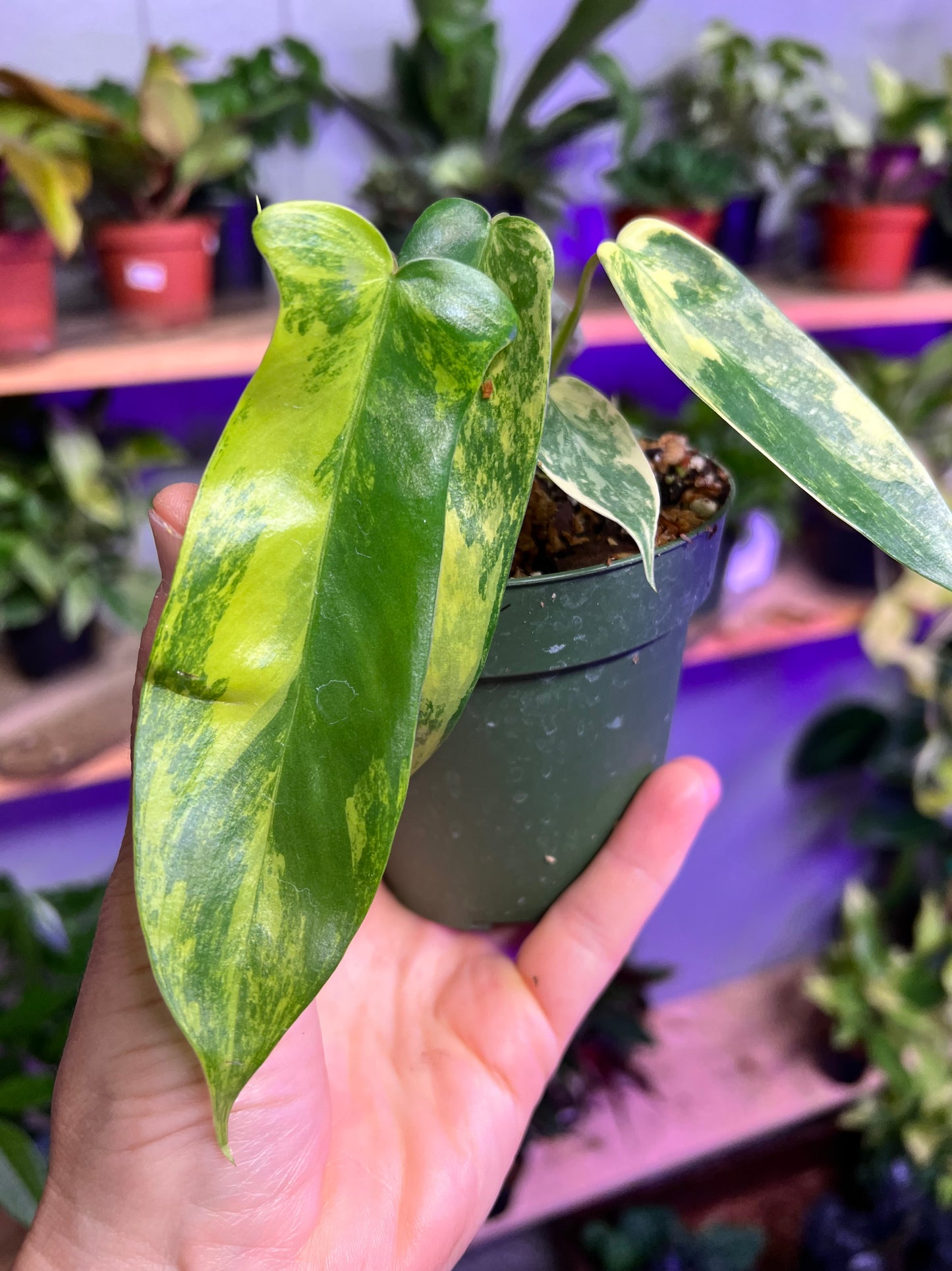 Philodendron Variegated Florida Beauty