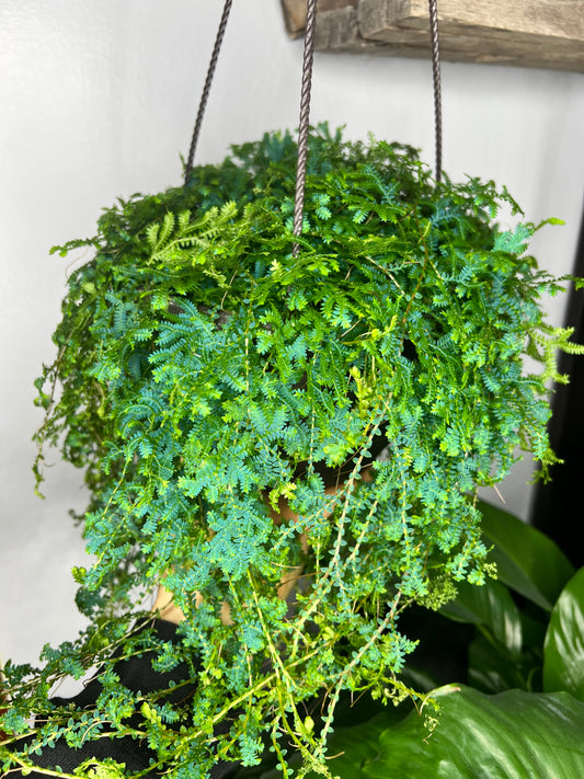 Rainbow Moss 8” basket