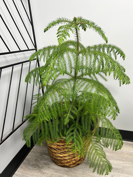 Norfolk Pine 10”