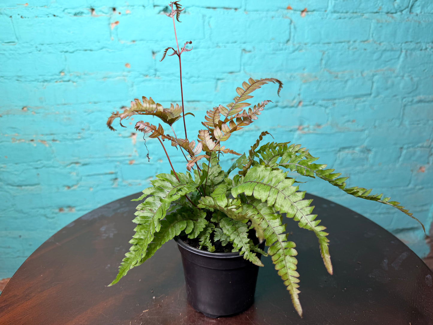 Pteris Cretica Brake Fern 4”