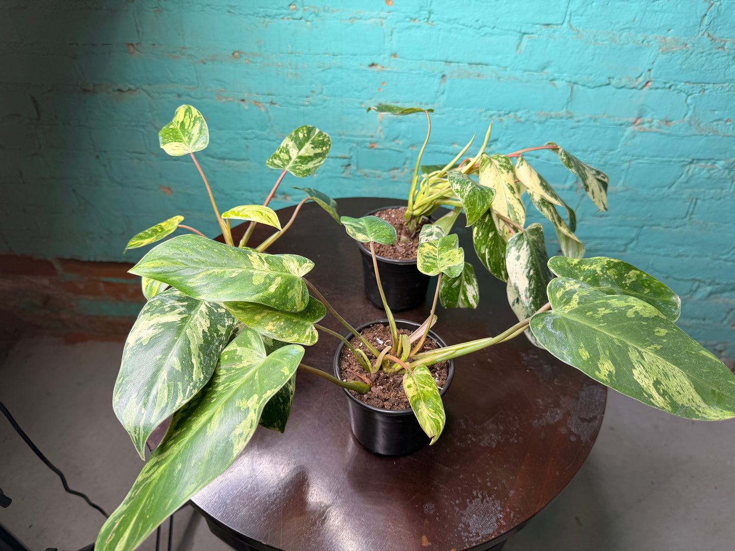 Philodendron ‘Emerald King’ 4”
