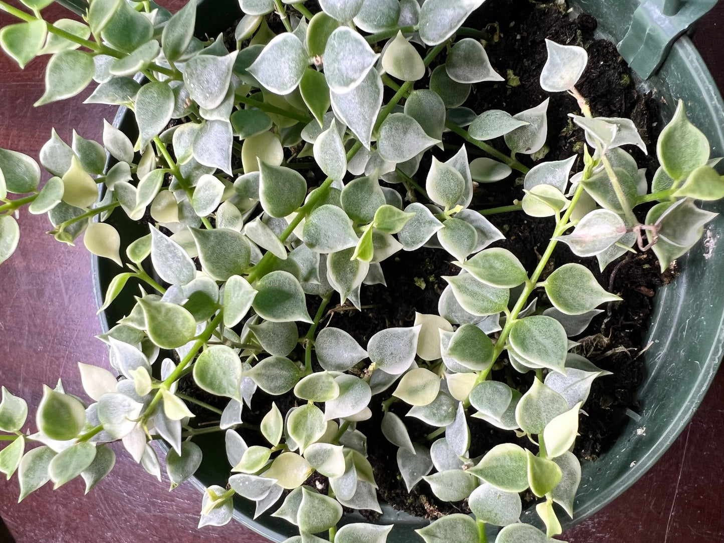 Dischidia ruscifolia -Million Hearts 5”