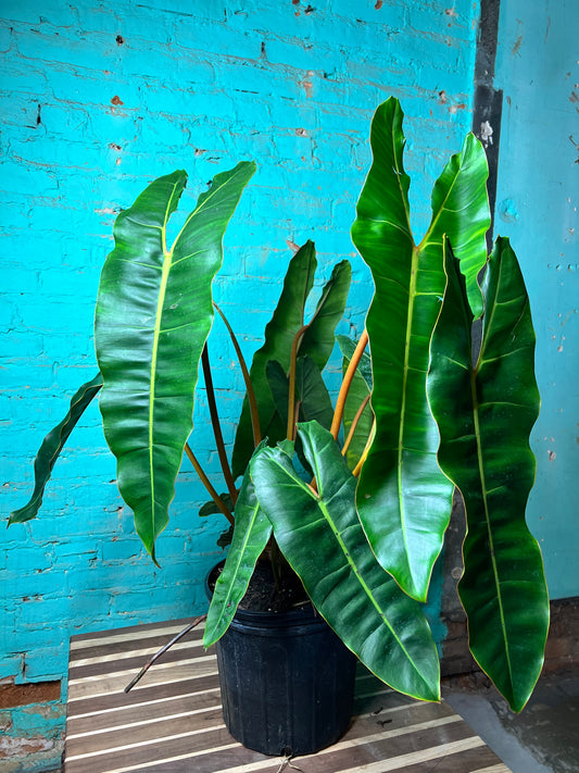Philodendron Billietiae 10”