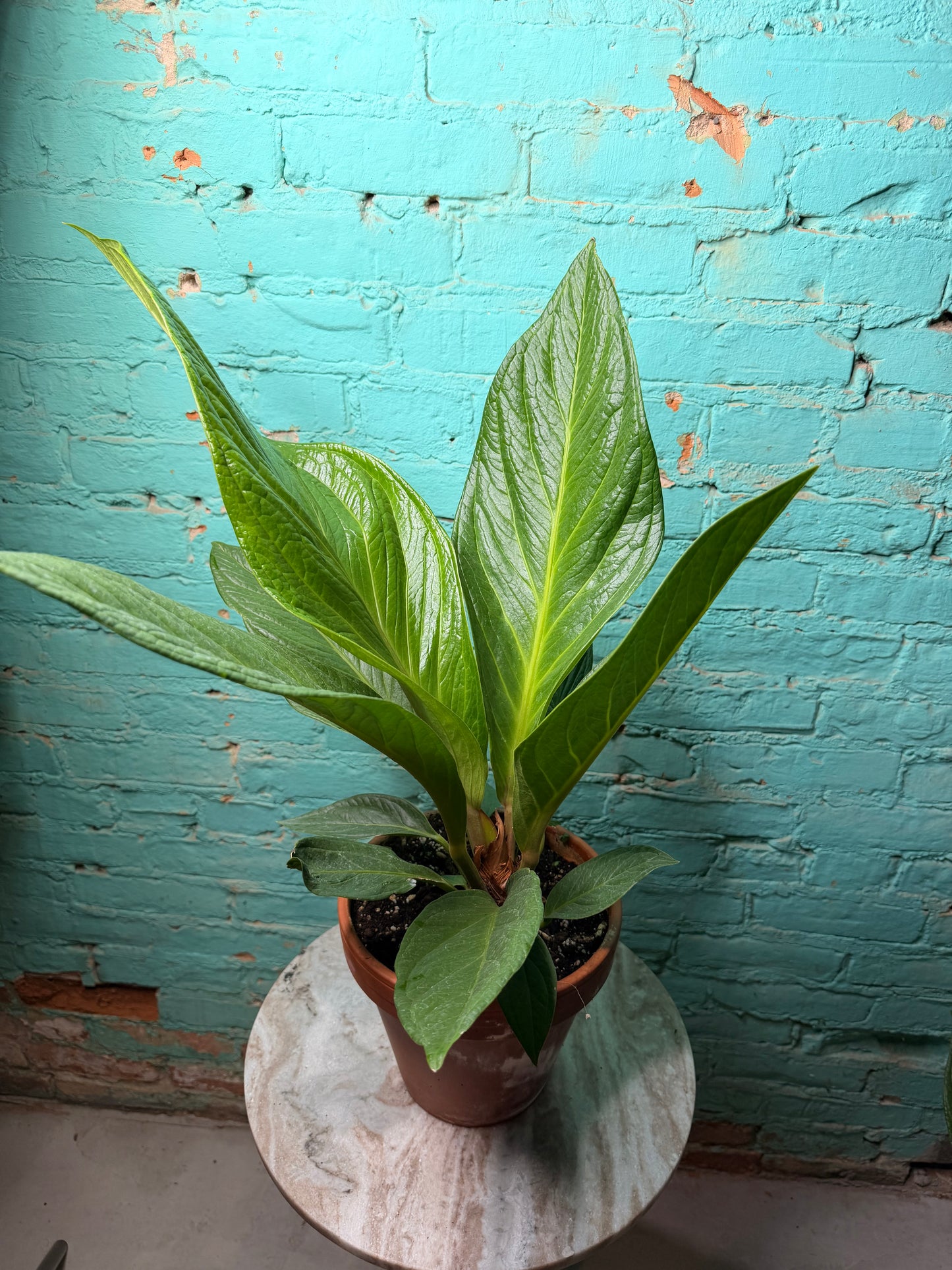 Anthurium Bonplandii Cobra- Bird Nest Anthurium 8” Clay