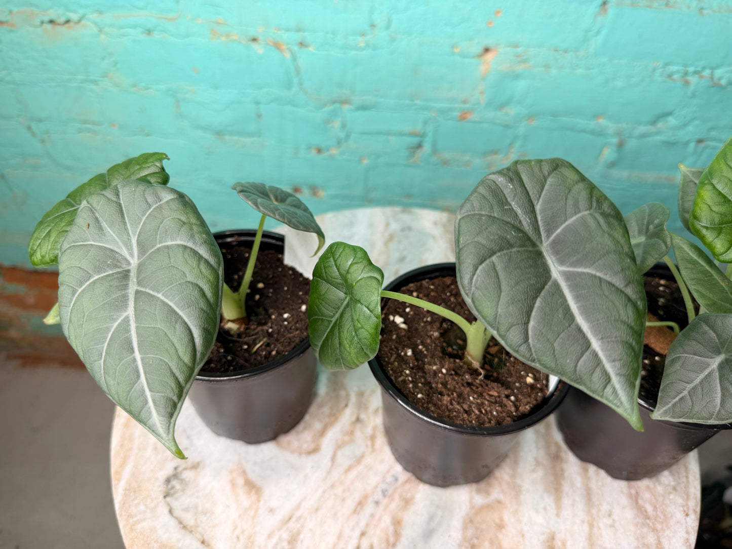Alocasia Maharan 4” ‘Grey Dragon’