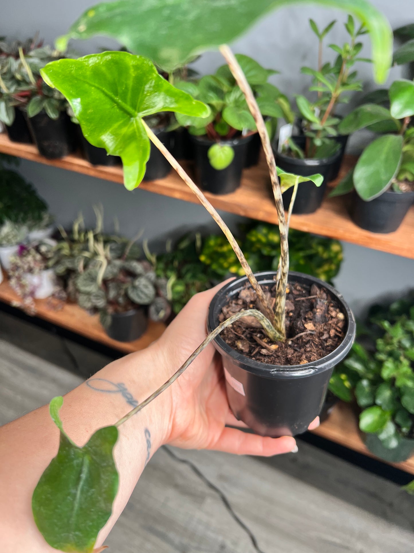 Alocasia-(Zebrina) Tigrina Superba 4”