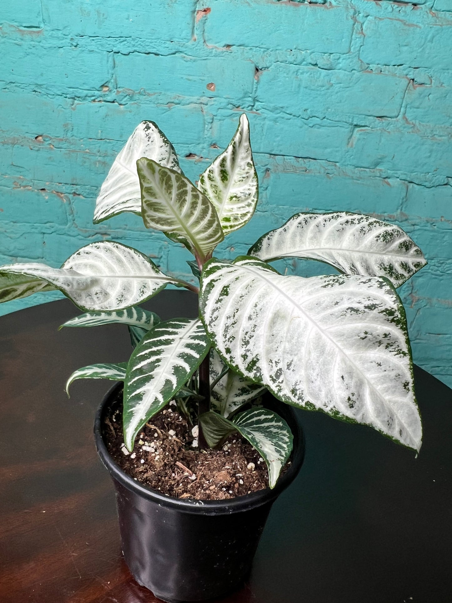 Zebra Plant Snow White 4”