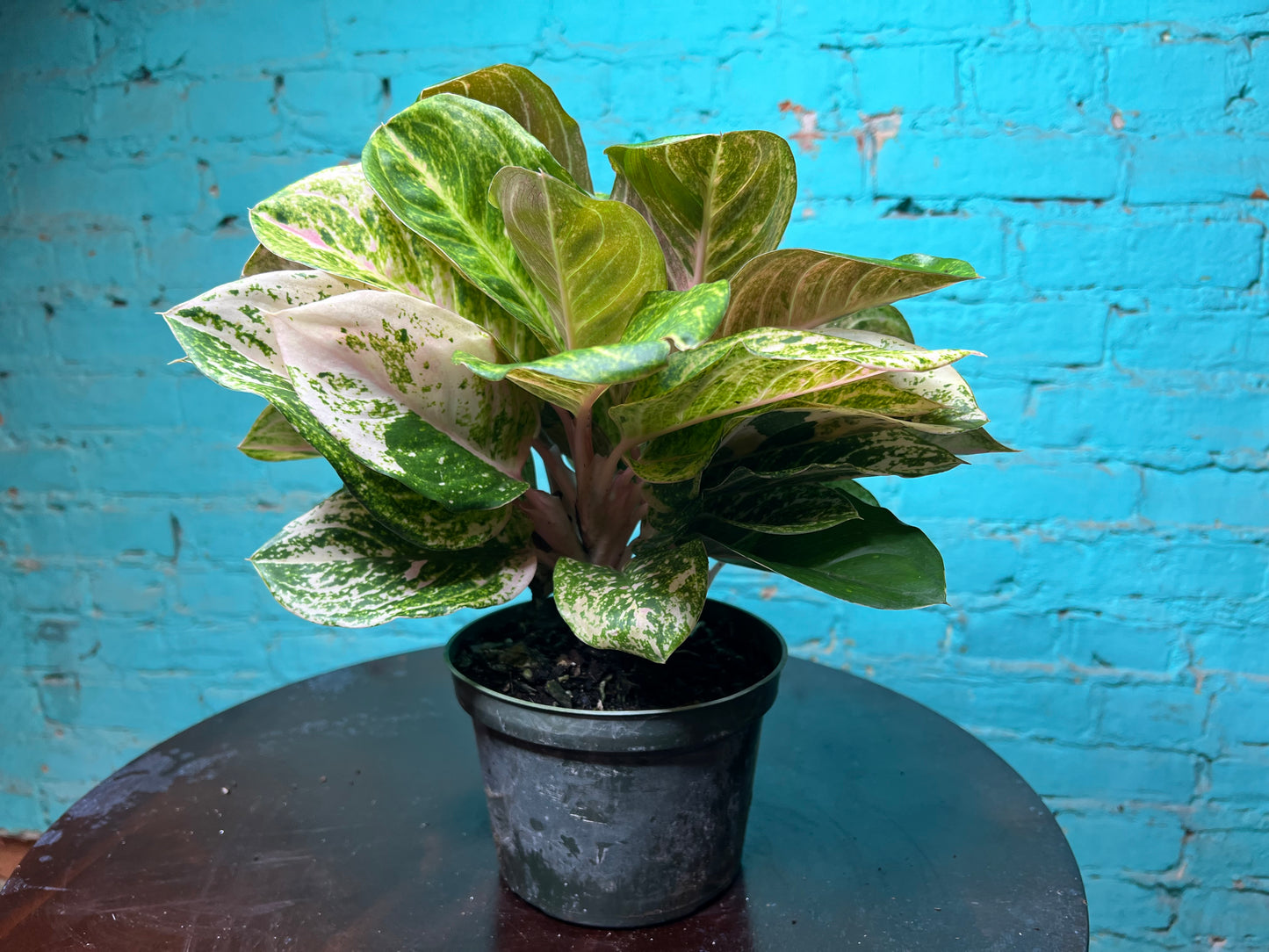 Aglaonema Lotus Delight 6”