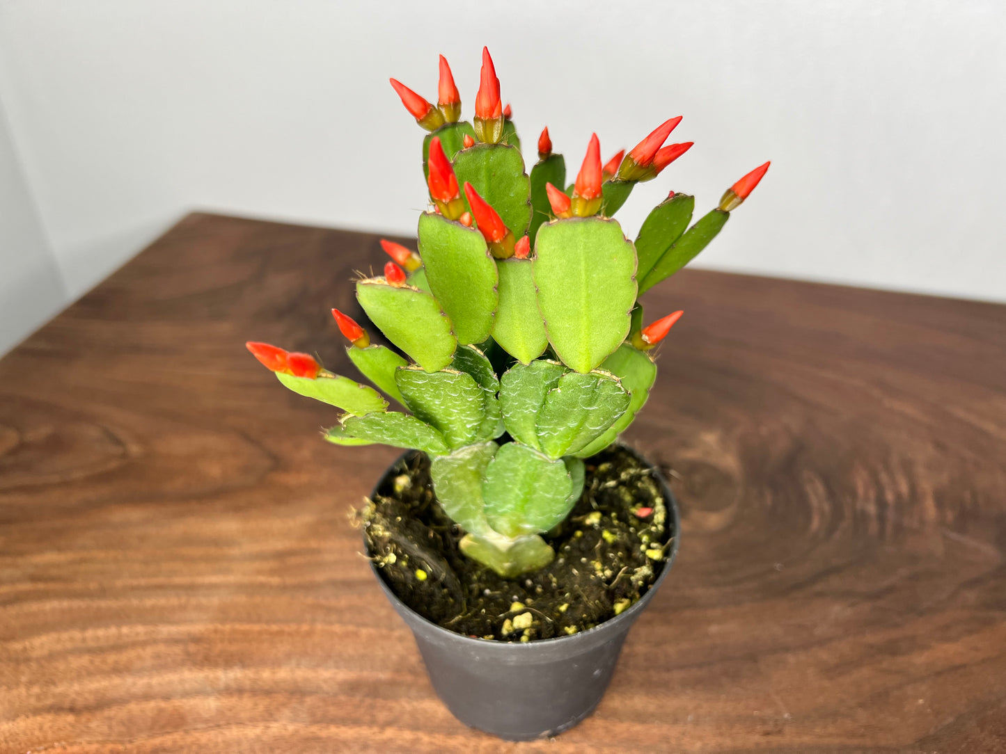 Spring Cactus 4”