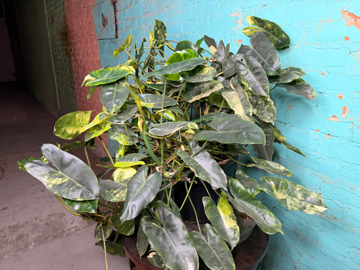 Philodendron Burle Marx Variegated 10”