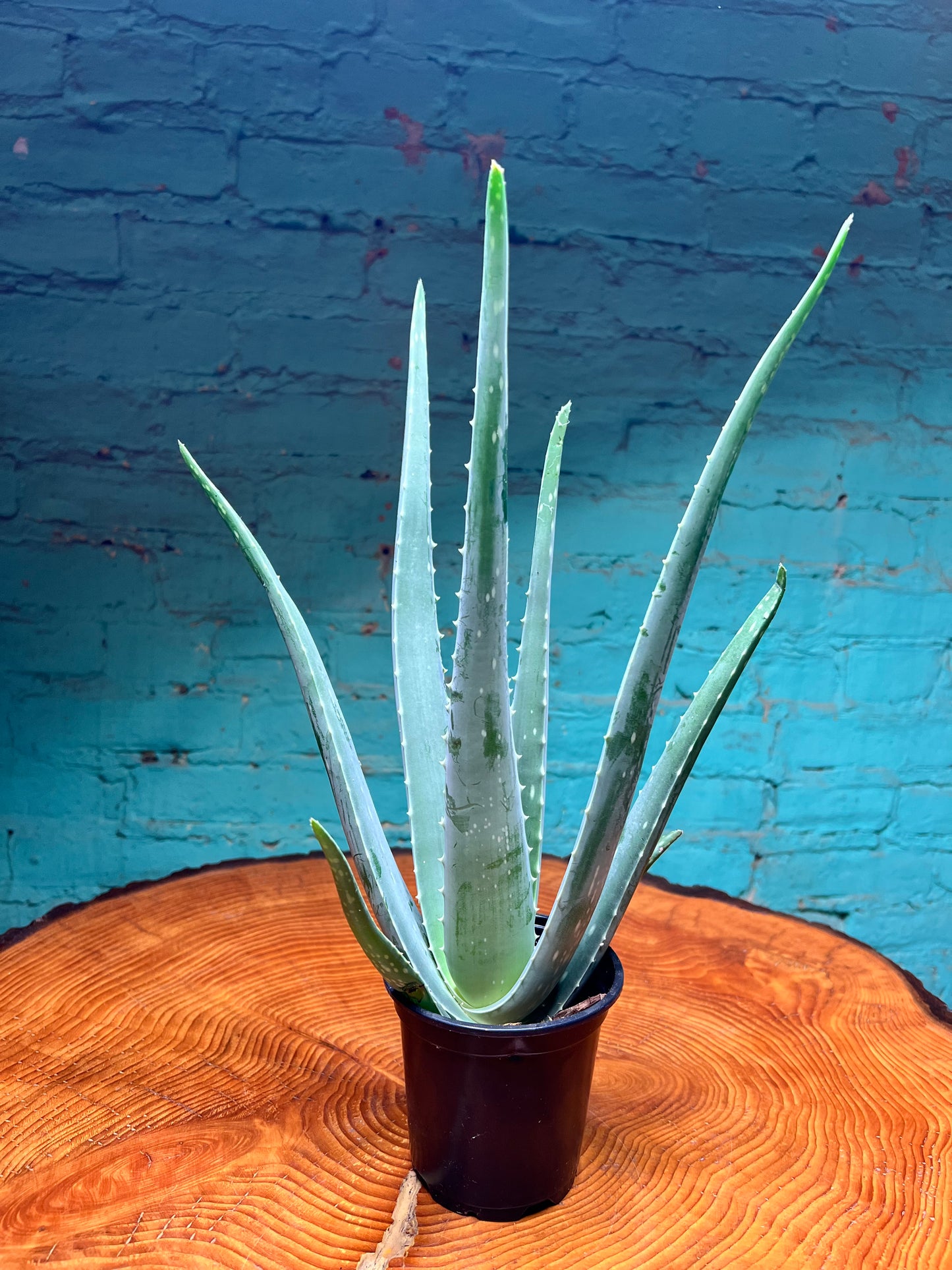 Aloe 4”