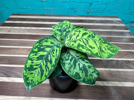 Homalomena Camouflage 4”