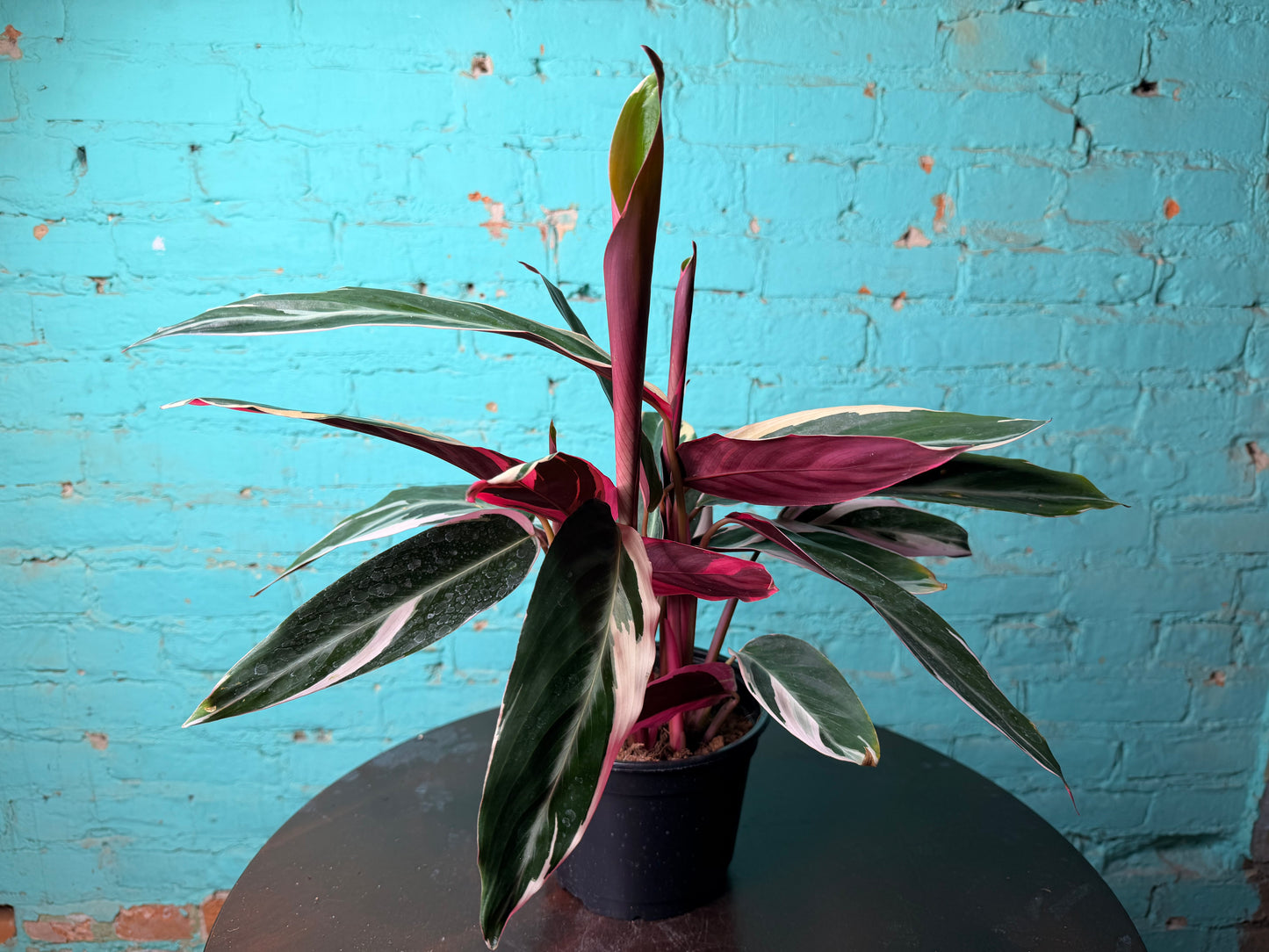 Stromanthe-Triostar 6”