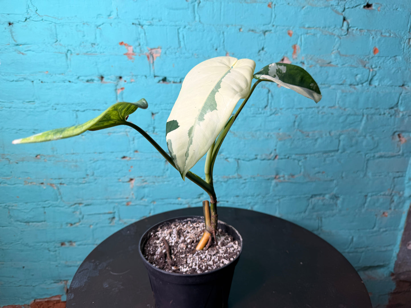 Syngonium Chiapense Variegated 6”