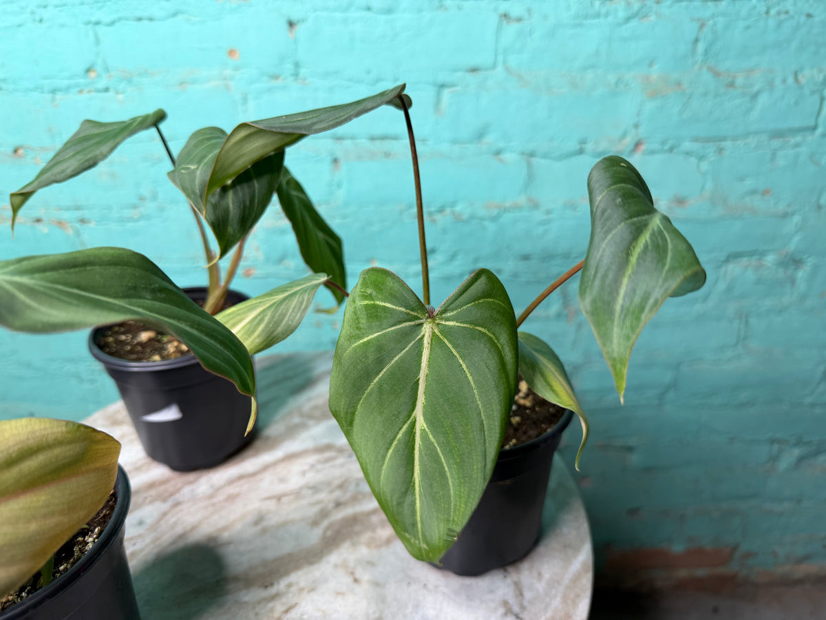 Philodendron Gloriosum 4”