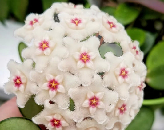 Hoya Mathilde 4”
