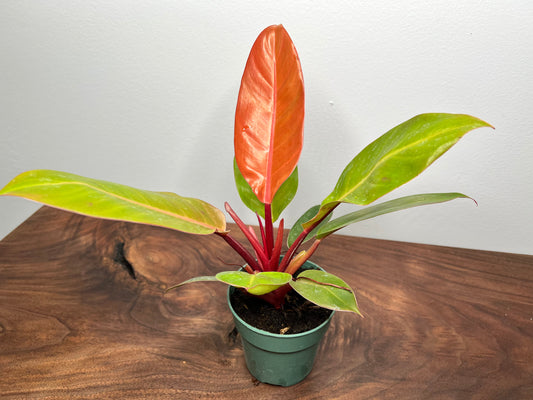 Philodendron Prince Of Orange  4”