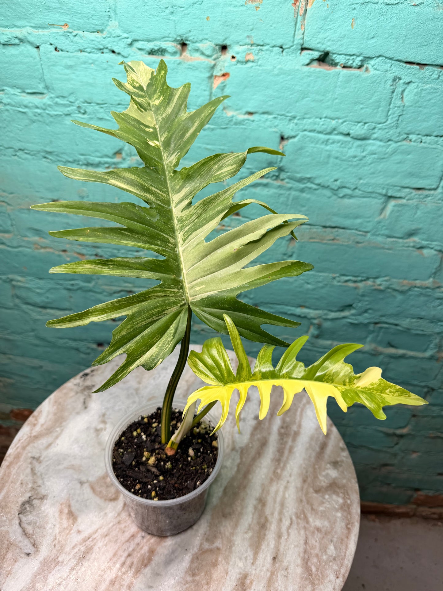 Philodendron Florida Beauty x Tortum  Variegated 4”