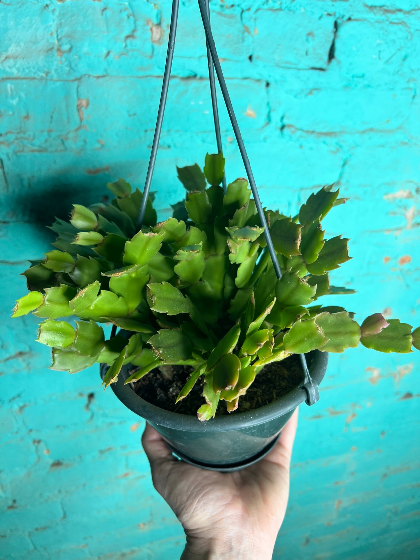 Christmas Cactus 6” basket-peach