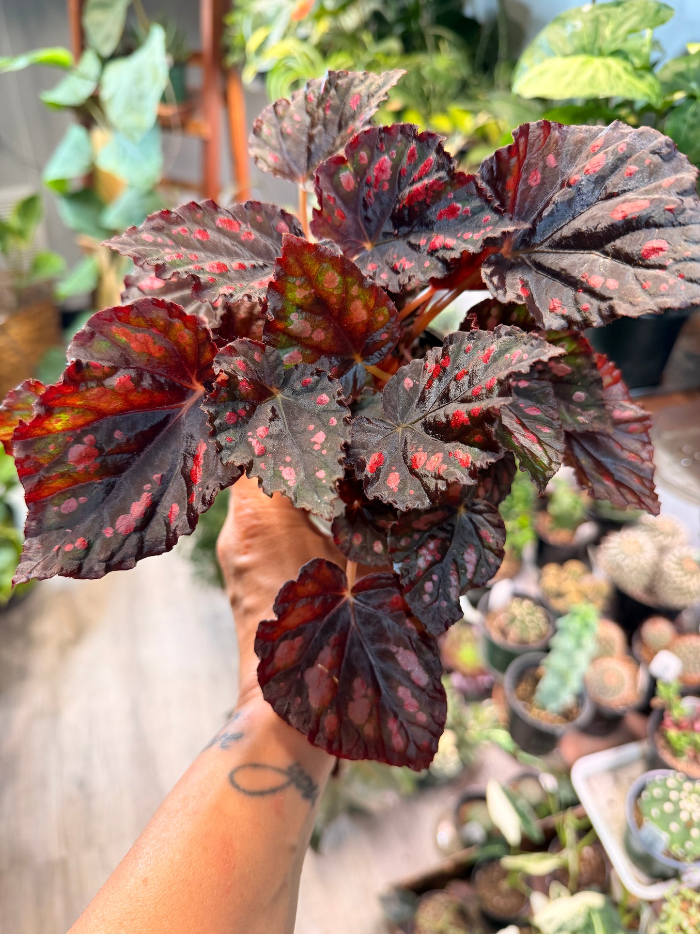 Begonia Etna (Helen)