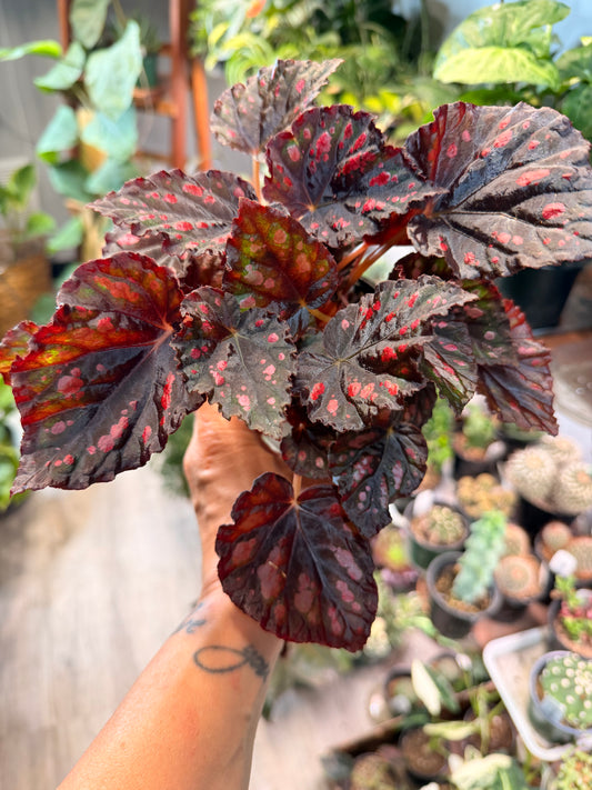 Begonia Etna (Helen)