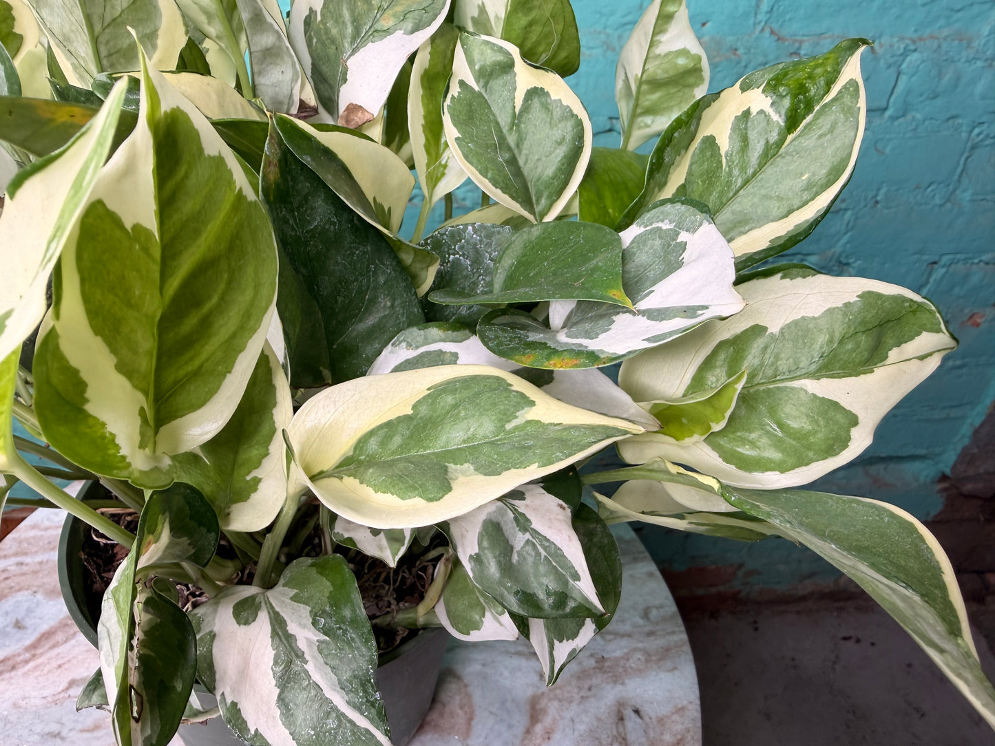 Pothos Pearls & Jade 6”