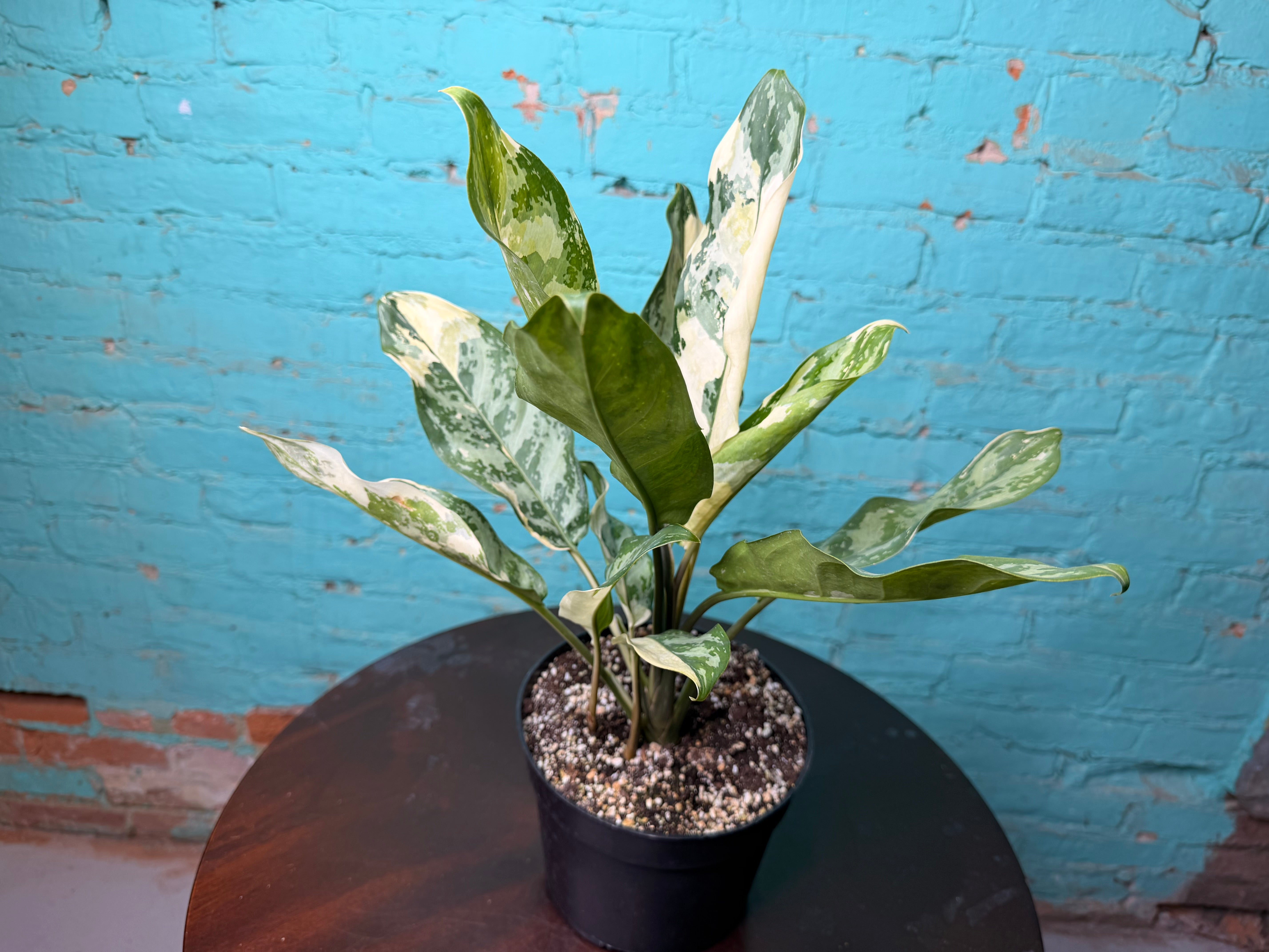 The Rooted Plant Shop Aglaonema Manila Pride - Thumbnail 2