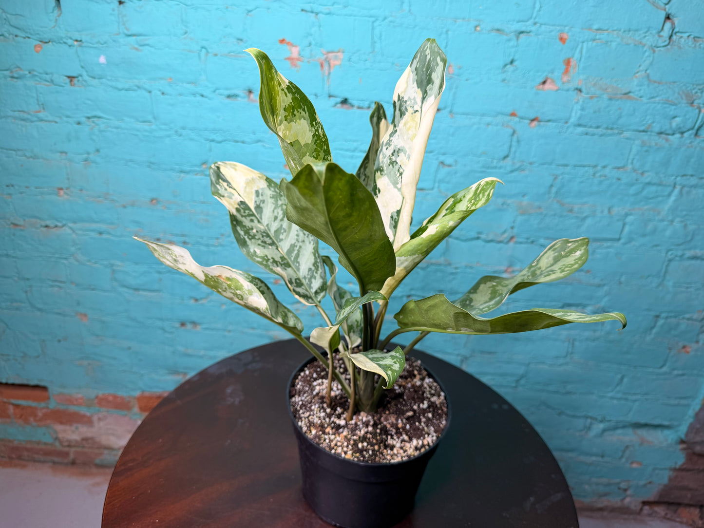 Aglaonema Manila Pride Variegated 6”