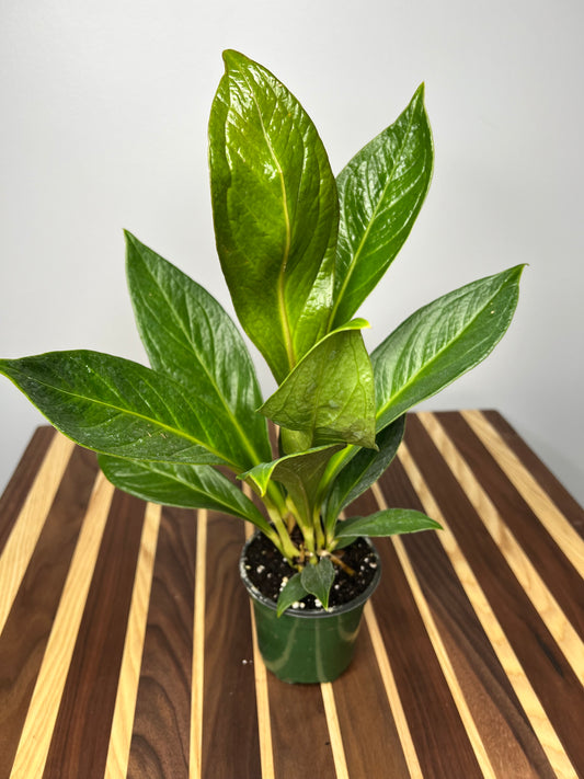 Anthurium Cobra