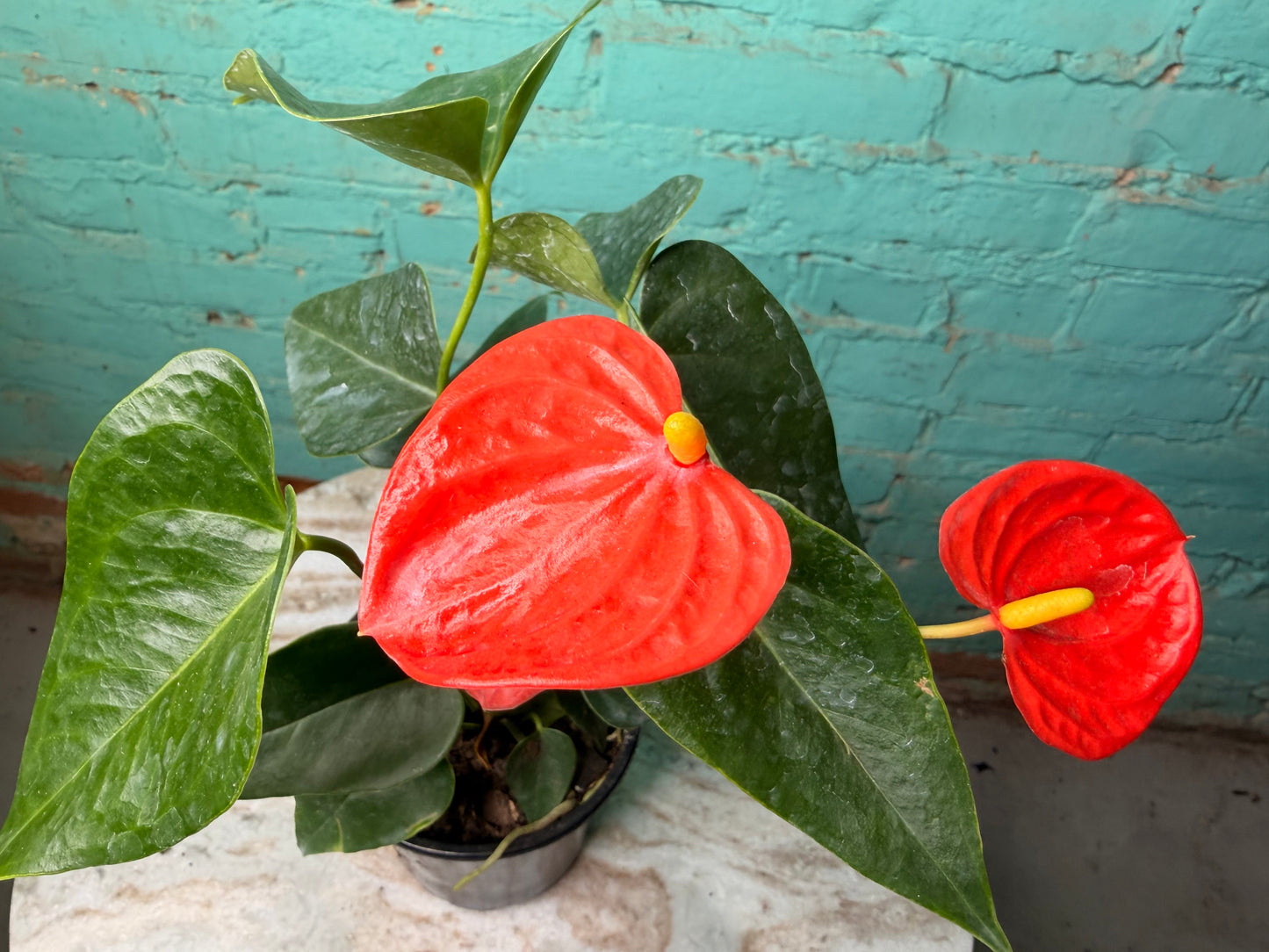 Anthurium Flamingo Flower 4” each
