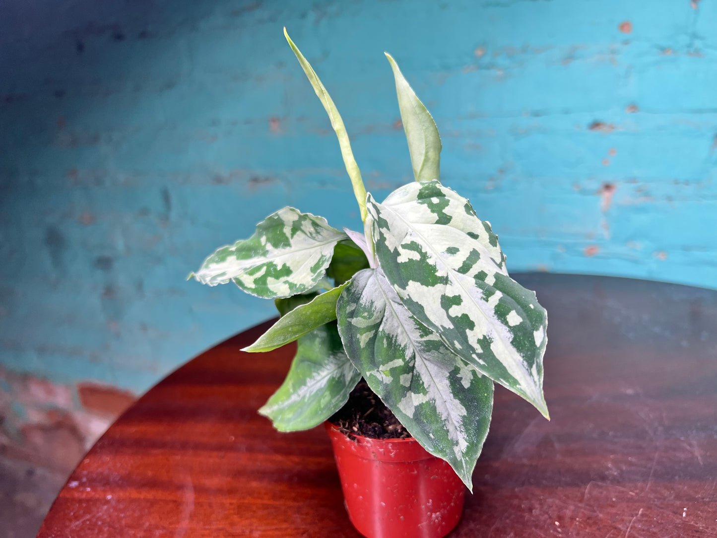 Aglaonema Pictum Whites 3”