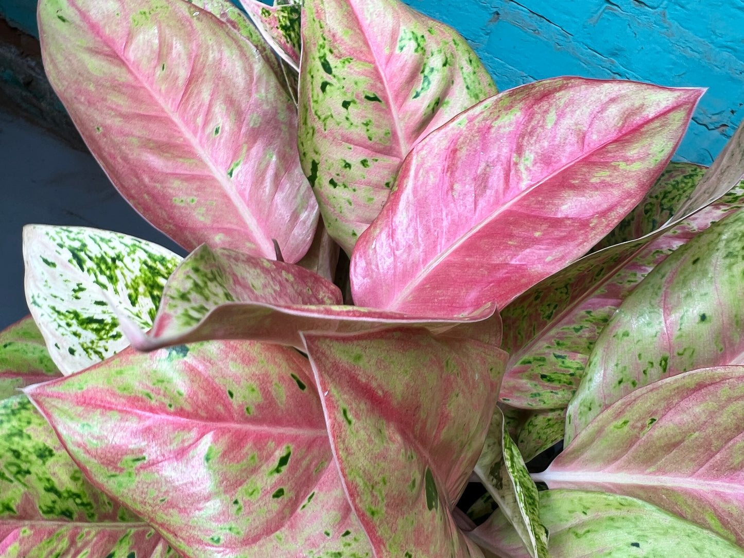 Aglaonema Sparkling Sarah Variegated 10”